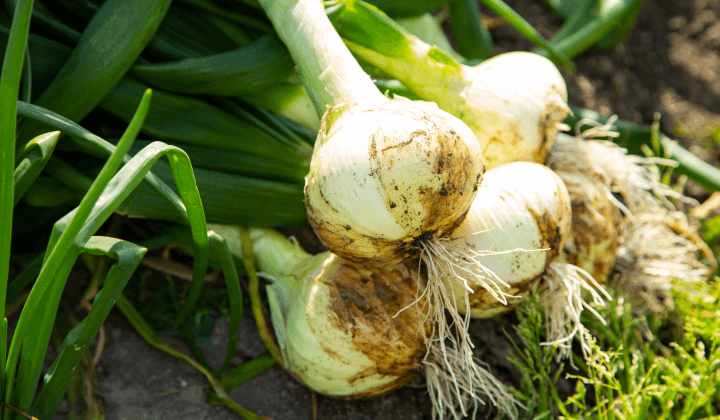 産地：熊本市 辛みが少なく生で食べてもおいしい玉葱です。 みずみずしいのでサラダに最適です。